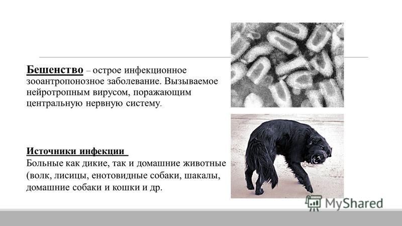 Бешенство – острое инфекционное зооантропонозное заболевание. Вызываемое нейротропным вирусом, поражающим центральную нервную систему. Источники инфекции Больные как дикие, так и домашние животные (волк, лисицы, енотовидные собаки, шакалы, домашние с