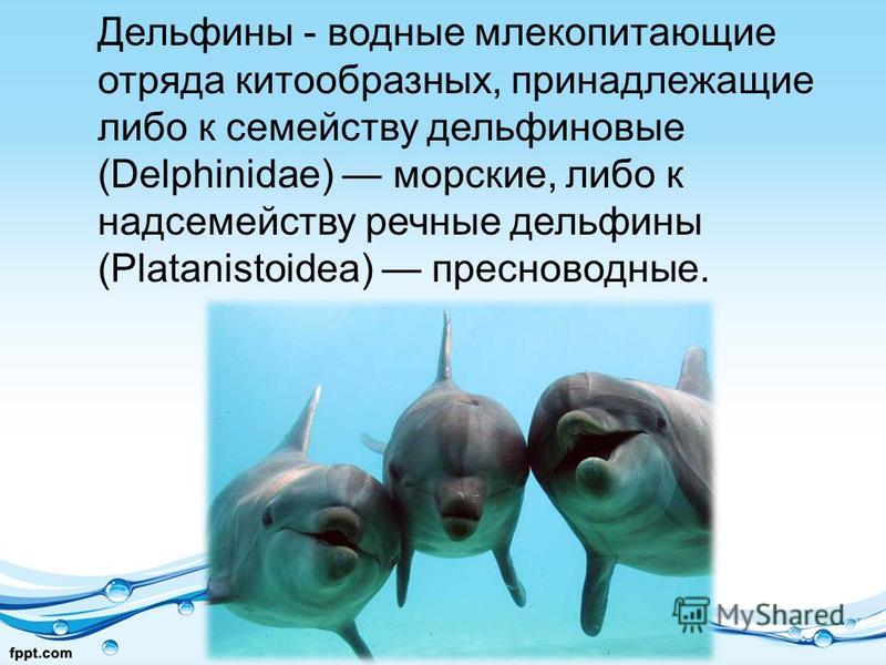 Дельфины - водные млекопитающие отряда китообразных, принадлежащие либо к семейству дельфиновые (Delphinidae) морские, либо к надсемейству речные дельфины (Platanistoidea) пресноводные.