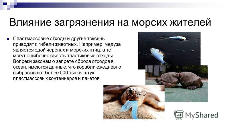 Влияние загрязнения на морских жителей Пластмассовые отходы и другие токсины приводят к гибели животных. Например, медуза является едой черепах и морских птиц, а те могут ошибочно съесть пластиковые отходы. Вопреки законам о запрете сброса отходов в 