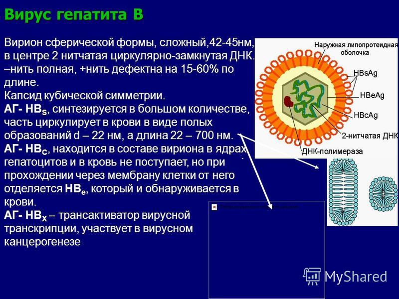 Вирус гепатита В Вирион сферической формы, сложный,42-45 нм, в центре 2 нитчатая циркулярно-замкнутая ДНК. –нить полная, +нить дефектна на 15-60% по длине. Капсид кубической симметрии. АГ- HB S, синтезируется в большом количестве, часть циркулирует в