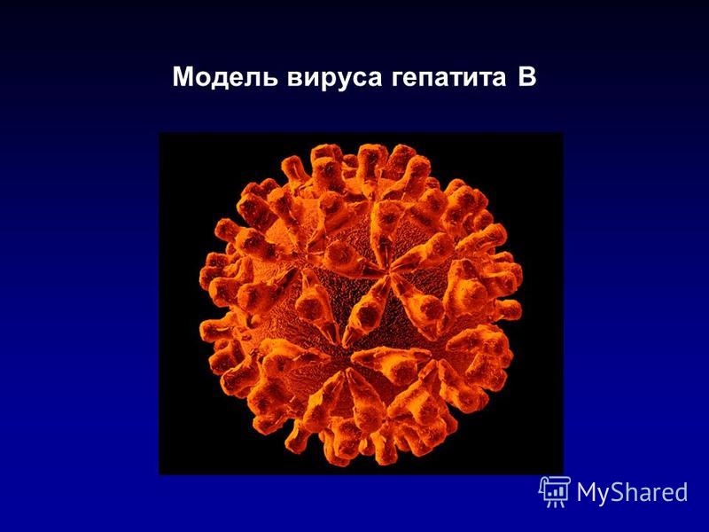 Модель вируса гепатита В