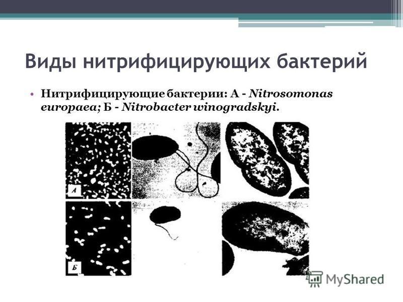 Виды нитрифицирующих бактерий Нитрифицирующие бактерии: А - Nitrosomonas europaea; Б - Nitrobacter winogradskyi.