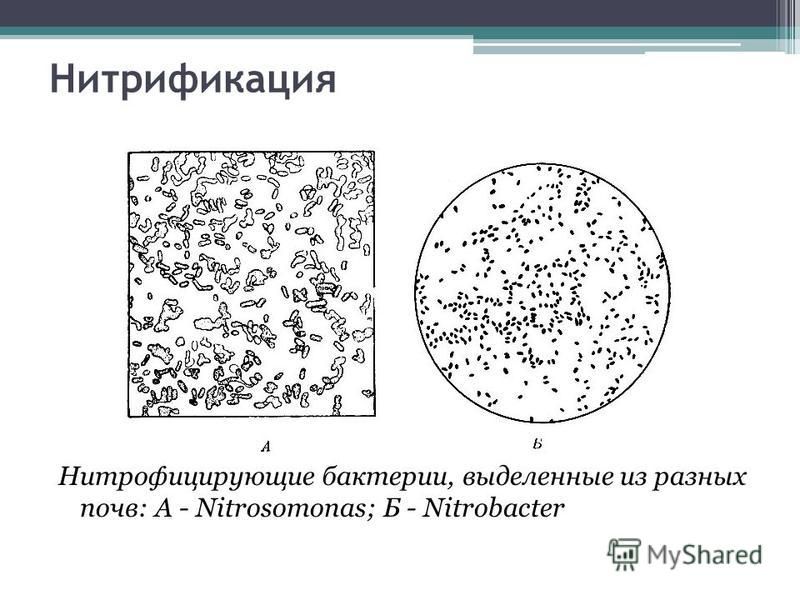 Нитрификация Нитрофицирующие бактерии, выделенные из разных почв: А - Nitrosomonas; Б - Nitrobacter