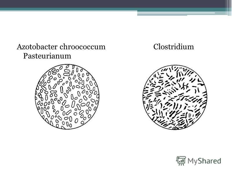 Azotobacter chroococcum Clostridium Pasteurianum