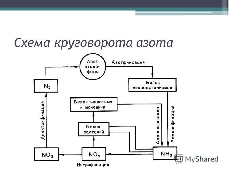 Схема круговорота азота