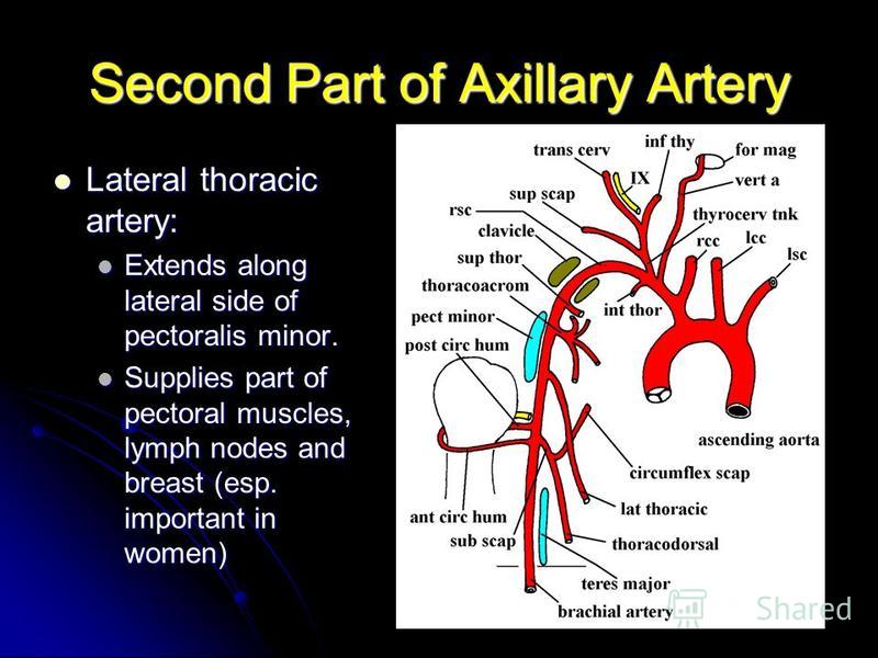 Second Part of Axillary Artery Lateral thoracic artery: Lateral thoracic artery: Extends along lateral side of pectoralis minor. Extends along lateral side of pectoralis minor. Supplies part of pectoral muscles, lymph nodes and breast (esp. important