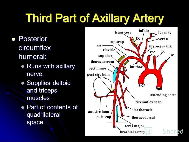Third Part of Axillary Artery Posterior circumflex humeral: Posterior circumflex humeral: Runs with axillary nerve. Runs with axillary nerve. Supplies deltoid and triceps muscles Supplies deltoid and triceps muscles Part of contents of quadrilateral 