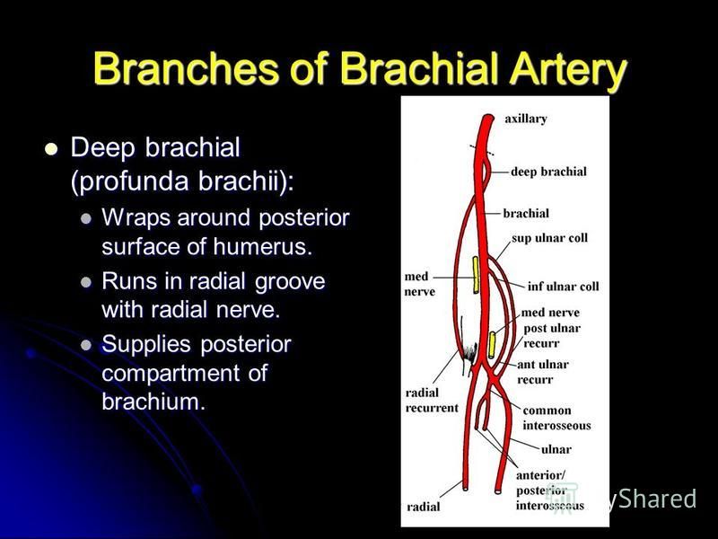 Branches of Brachial Artery Deep brachial (profunda brachii): Deep brachial (profunda brachii): Wraps around posterior surface of humerus. Wraps around posterior surface of humerus. Runs in radial groove with radial nerve. Runs in radial groove with 