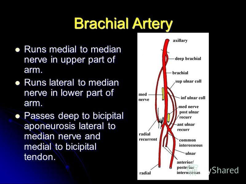 Brachial Artery Runs medial to median nerve in upper part of arm. Runs medial to median nerve in upper part of arm. Runs lateral to median nerve in lower part of arm. Runs lateral to median nerve in lower part of arm. Passes deep to bicipital aponeur