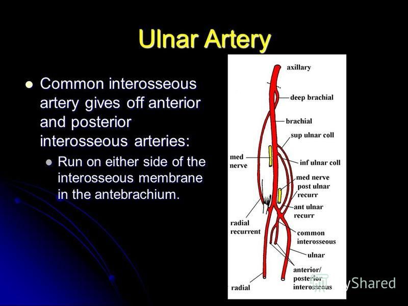 Ulnar Artery Common interosseous artery gives off anterior and posterior interosseous arteries: Common interosseous artery gives off anterior and posterior interosseous arteries: Run on either side of the interosseous membrane in the antebrachium. Ru