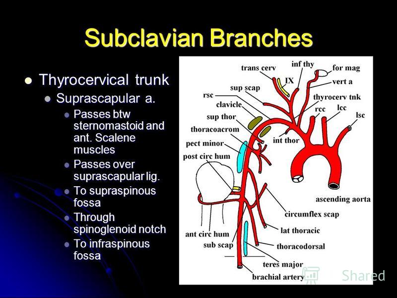 Subclavian Branches Thyrocervical trunk Thyrocervical trunk Suprascapular a. Suprascapular a. Passes btw sternomastoid and ant. Scalene muscles Passes btw sternomastoid and ant. Scalene muscles Passes over suprascapular lig. Passes over suprascapular