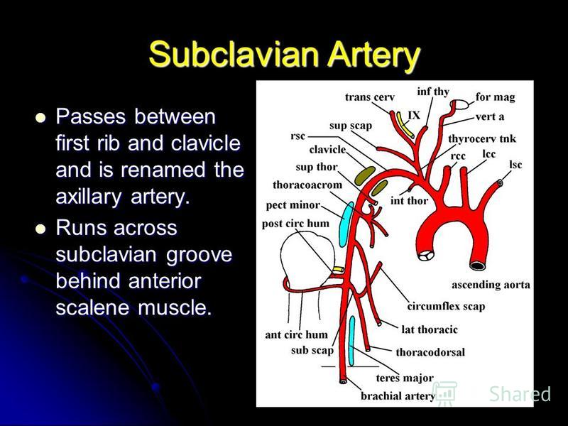 Subclavian Artery Passes between first rib and clavicle and is renamed the axillary artery. Passes between first rib and clavicle and is renamed the axillary artery. Runs across subclavian groove behind anterior scalene muscle. Runs across subclavian