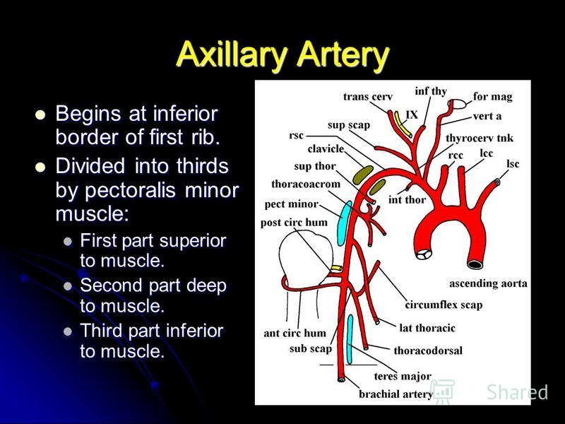 Axillary Artery Begins at inferior border of first rib. Begins at inferior border of first rib. Divided into thirds by pectoralis minor muscle: Divided into thirds by pectoralis minor muscle: First part superior to muscle. First part superior to musc