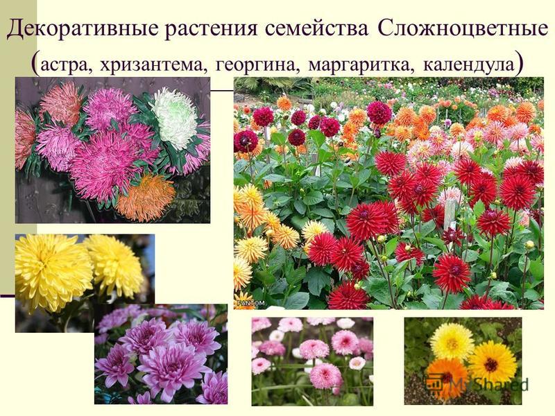 Декоративные растения семейства Сложноцветные ( астра, хризантема, георгина, маргаритка, календула )