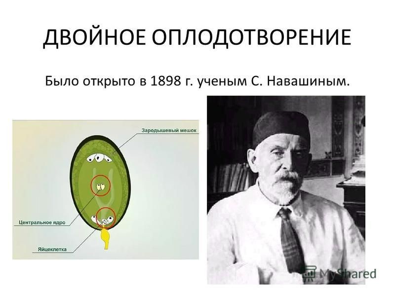 ДВОЙНОЕ ОПЛОДОТВОРЕНИЕ Было открыто в 1898 г. ученым С. Навашиным.