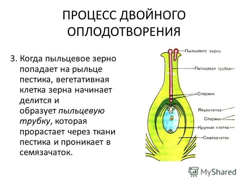 Что такое пыльцевая трубка - MosRosa.ru