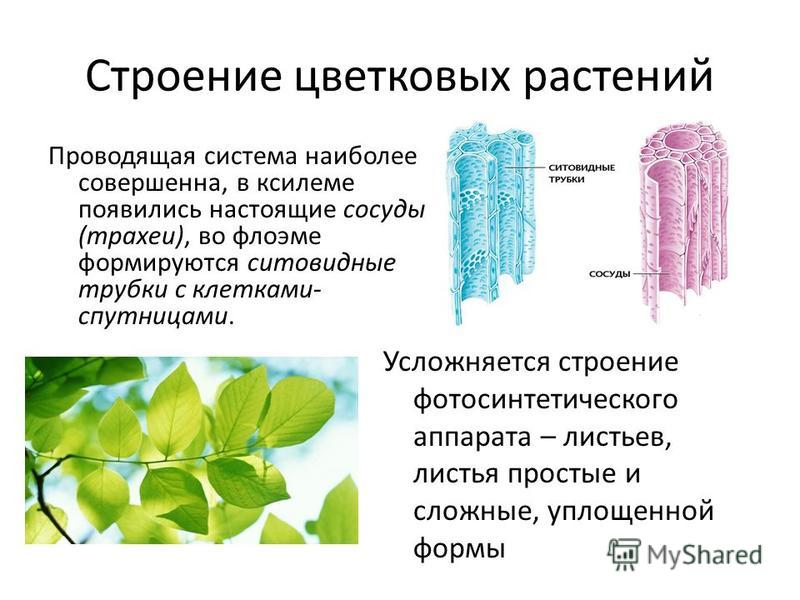 Презентация на тему "Отдел Покрытосеменные. Характеристика и значение" - скачать