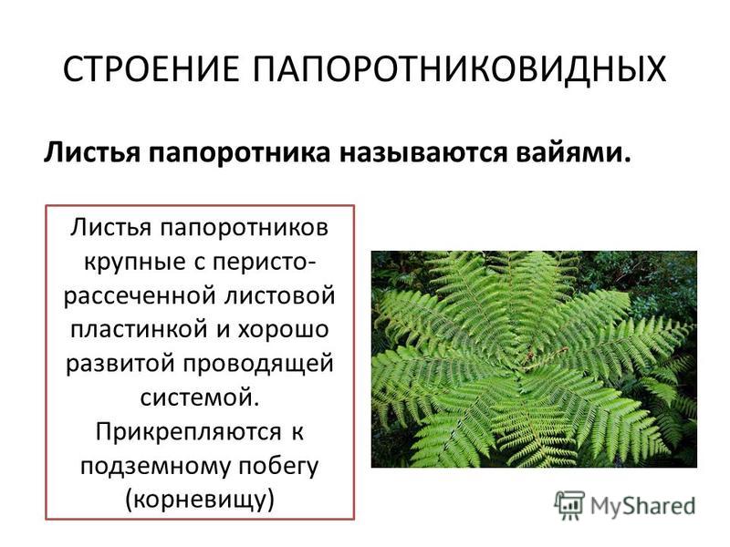 Систематика растений BIOscience Дзен