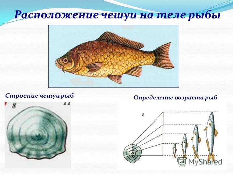 Расположение чешуи на теле рыбы Строение чешуи рыб Определение возраста рыб