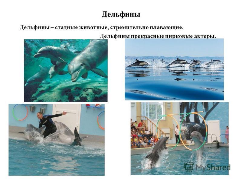 Дельфины Дельфины – стадные животные, стремительно плавающие. Дельфины прекрасные цирковые актеры.