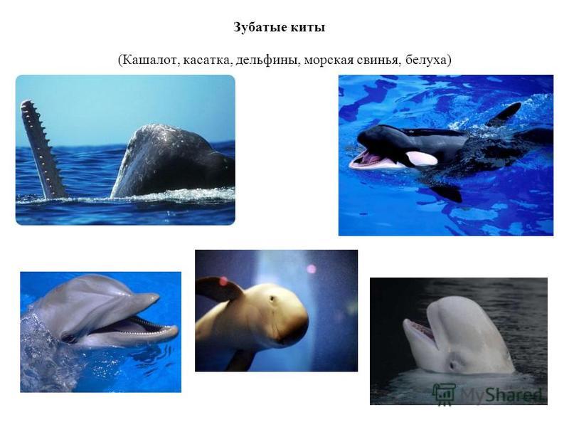Мир Китов Фото Мир Китов Фото