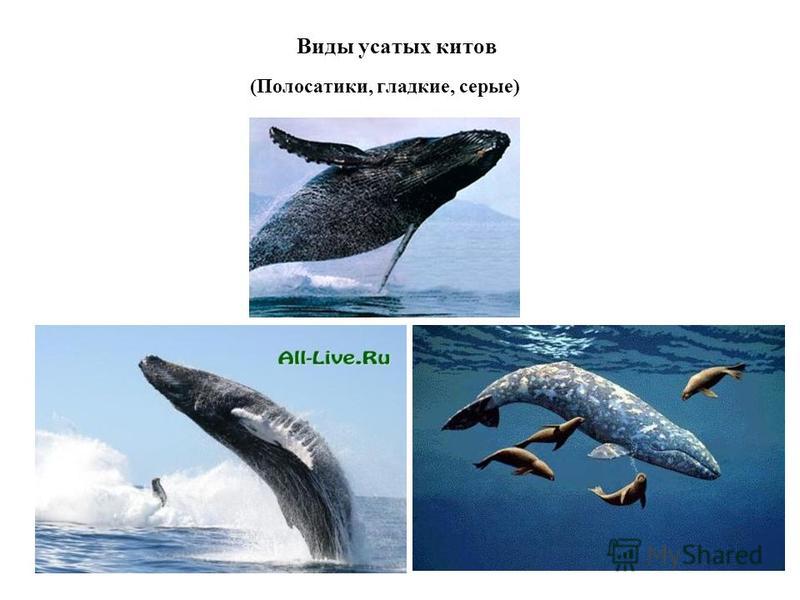 Виды усатых китов (Полосатики, гладкие, серые)
