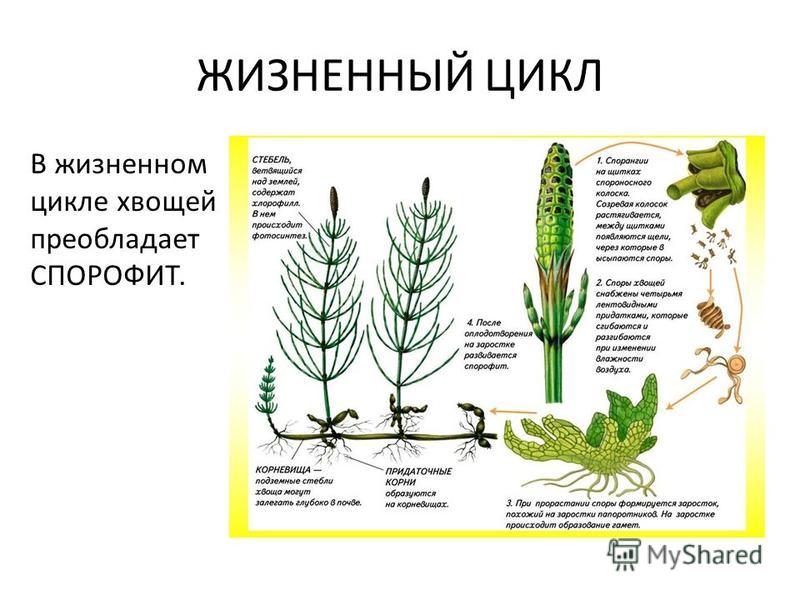 Какой цифрой на схеме обозначен спорофит хвоща Схема размножения хвощей - Basanova.ru