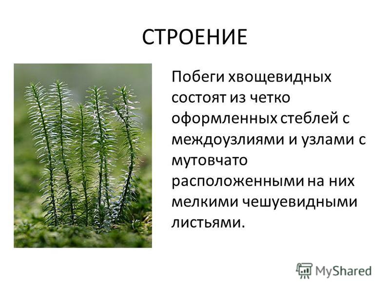 Презентация на тему: "Строение и функции листа Выполнила: учитель биологии МОУ Г
