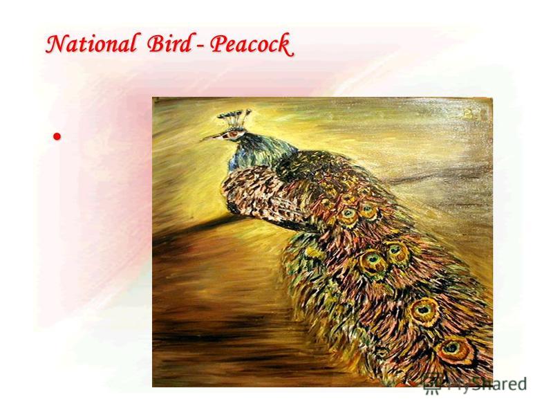 National Bird - Peacock