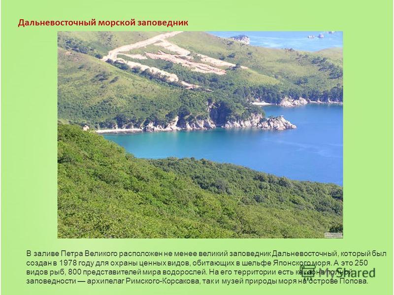 Презентация заповедник дальневосточный морской заповедник