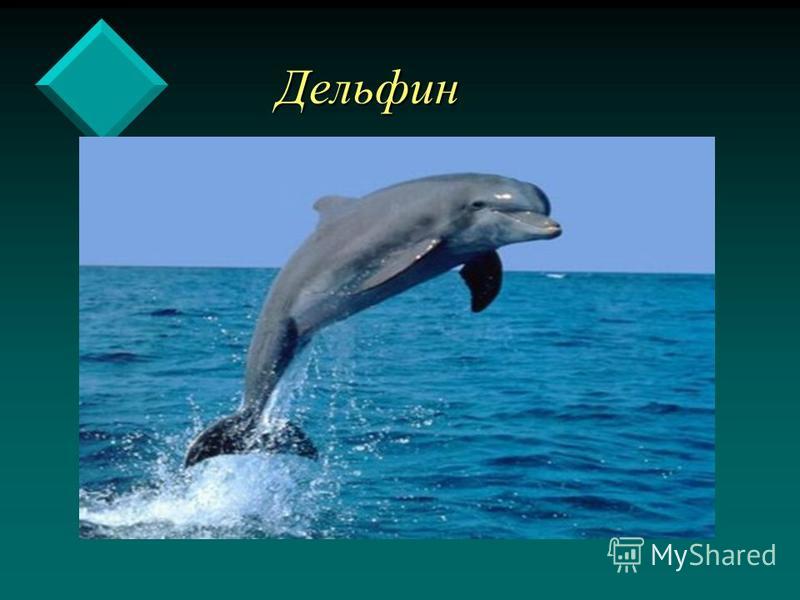 Дельфин Дельфин