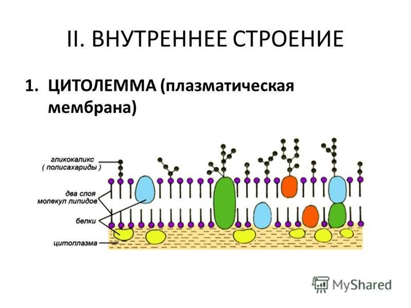 II. ВНУТРЕННЕЕ СТРОЕНИЕ 1. ЦИТОЛЕММА (плазматическая мембрана)