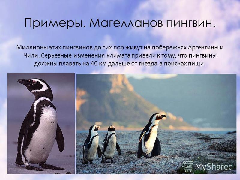 Примеры. Магелланов пингвин. Миллионы этих пингвинов до сих пор живут на побережьях Аргентины и Чили. Серьезные изменения климата привели к тому, что пингвины должны плавать на 40 км дальше от гнезда в поисках пищи.