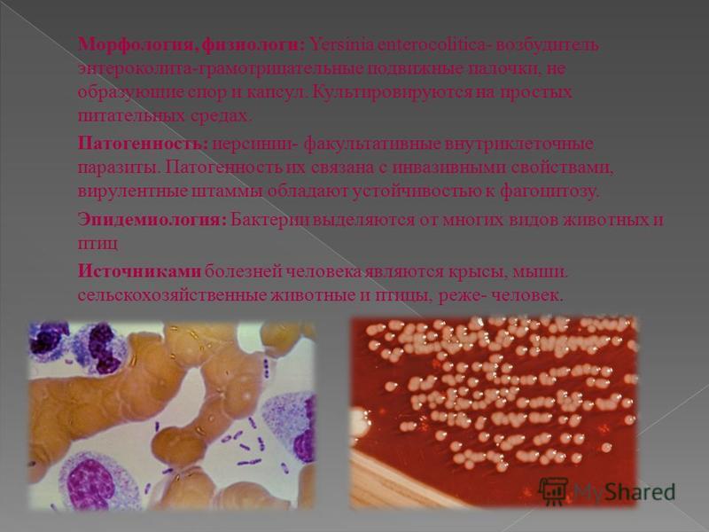 Морфология, физиологи: Yersinia enterocolitica- возбудитель энтероколита-грамотрицательные подвижные палочки, не образующие спор и капсул. Культировируются на простых питательных средах. Патогенность: йерсинии- факультативные внутриклеточные паразиты