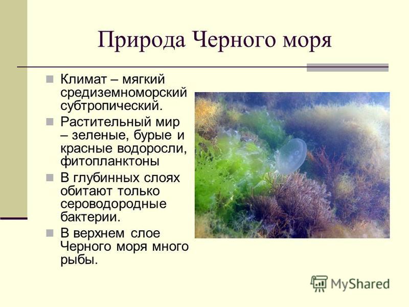Природа Черного моря Климат – мягкий средиземноморский субтропический. Растительный мир – зеленые, бурые и красные водоросли, фитопланктоны В глубинных слоях обитают только сероводородные бактерии. В верхнем слое Черного моря много рыбы.