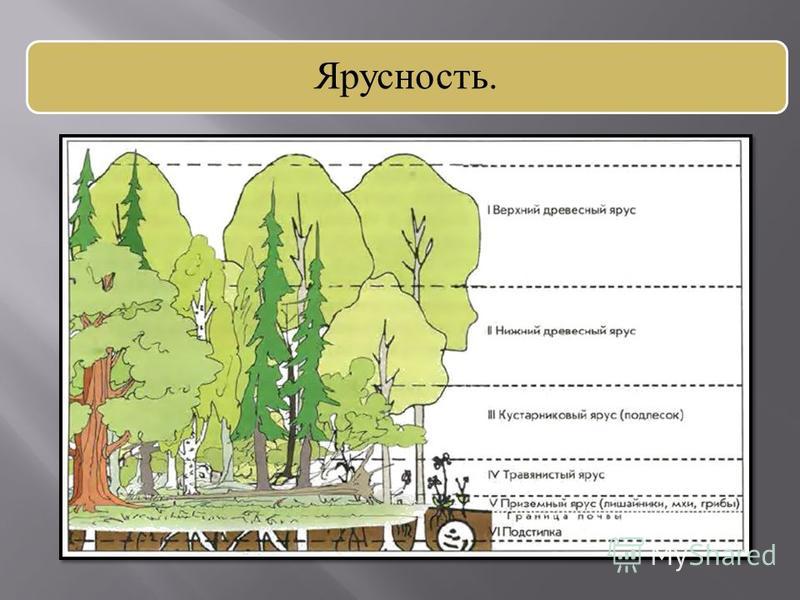 Ярусность надземная и подземная схема