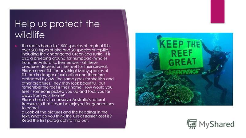 Help us protect the wildlife The reef is home to 1,500 species of tropical fish, over 200 types of bird and 20 species of reptile, including the endangered Green Sea Turtle. It is also a breeding ground for humpback whales from the Antarctic. Remembe