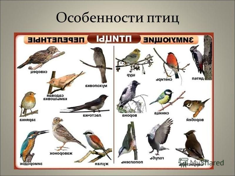 Особенности птиц