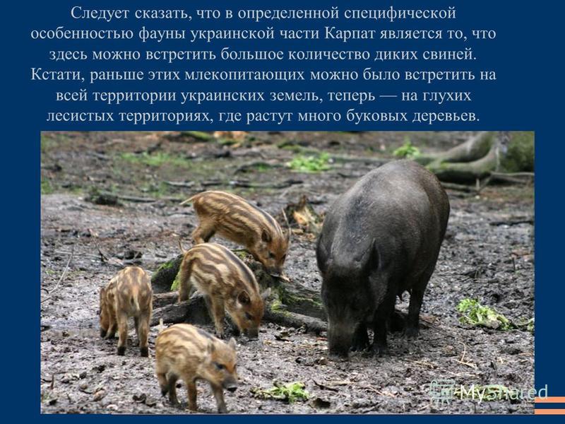 Следует сказать, что в определенной специфической особенностью фауны украинской части Карпат является то, что здесь можно встретить большое количество диких свиней. Кстати, раньше этих млекопитающих можно было встретить на всей территории украинских 