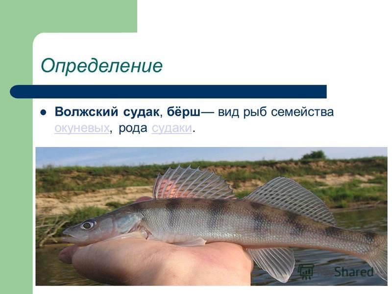 Определение Волжский судак, бёрш вид рыб семейства окуневых, рода судаки. окуневыхсудаки