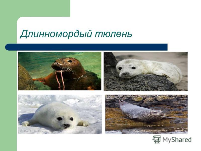Длинномордый тюлень