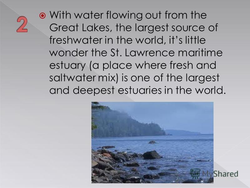 With water flowing out from the Great Lakes, the largest source of freshwater in the world, its little wonder the St. Lawrence maritime estuary (a place where fresh and saltwater mix) is one of the largest and deepest estuaries in the world.