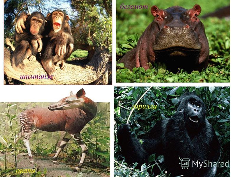 шимпанзе окапи горилла бегемот окапи