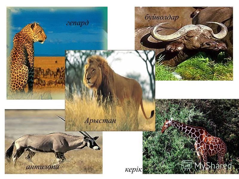 гепард антилопа буйволдар керік Арыстан
