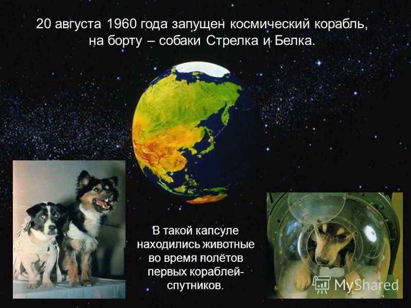 20 августа 1960 года запущен космический корабль, на борту – собаки Стрелка и Белка. В такой капсуле находились животные во время полётов первых кораблей- спутников.