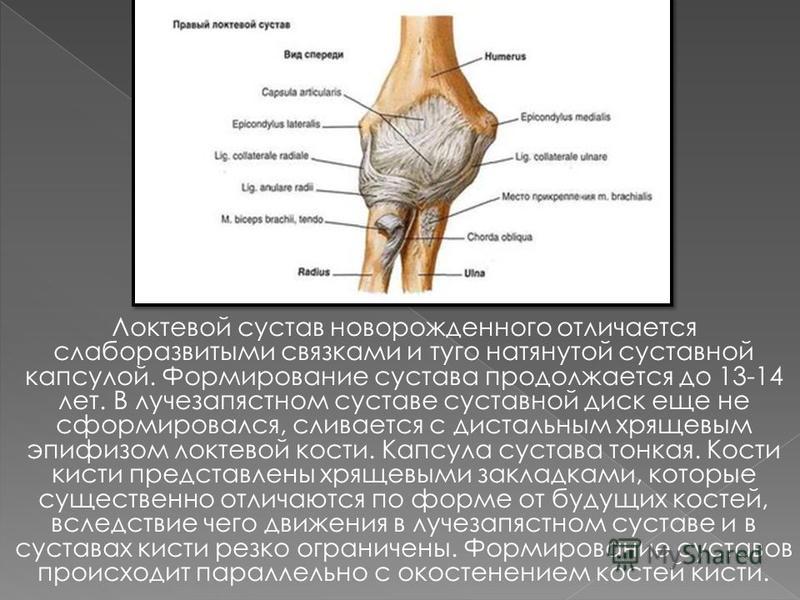 Строение локтевого сустава человека рисунок. Локтевой сустав: строение, связки, сосуды и нервы / Анатомия Локтевой сустав, строение, функции и особенности | Суставам.ру Подробное анатомическое строение локтевого сустава человека