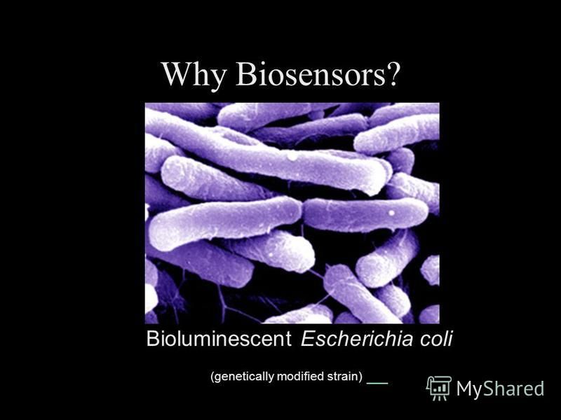 Why Biosensors? Bioluminescent Escherichia coli (genetically modified strain) __ Zooming in…