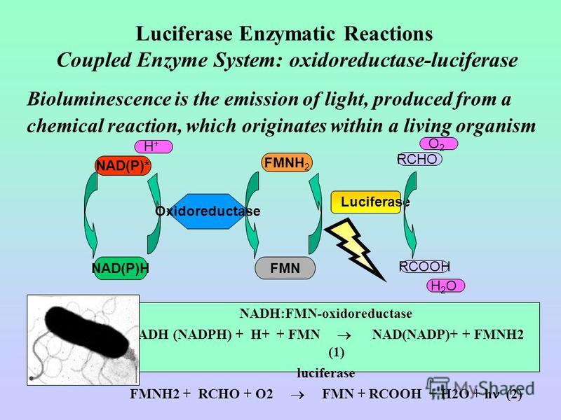 Luciferase Enzymatic Reactions Coupled Enzyme System: oxidoreductase-luciferase Bioluminescence is the emission of light, produced from a chemical reaction, which originates within a living organism FMN NAD(P)* NAD(P)H Oxidoreductase FMNH 2 Luciferas