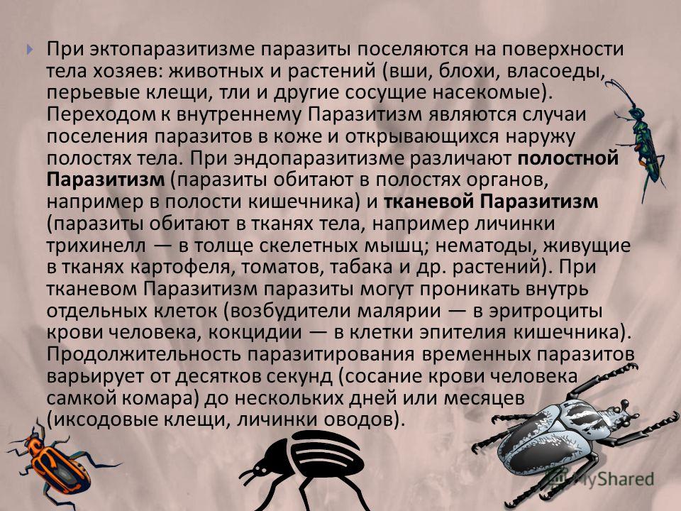 статьи о паразитах в организме человека статьи о паразитах в организме человека