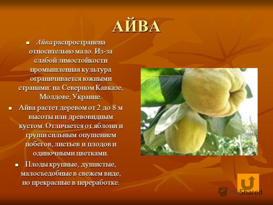 Виды южных плодов Виды южных плодов